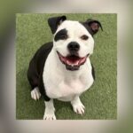 Free Pet Adoptions At Keller’s Humane Society Of North Texas Birthday Pawty