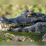 What Tops Texas And The U.S. ‘Most Dangerous Animal’ List?