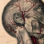 Harvard University Settles For $53 Million Over Stolen Faces, Brains And Skin