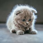 Viral Claim vs Reality: Is Leaving A Cat Alone All Day Illegal In Sweden?