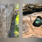 Emerald Ash Borer Detected In Five More Texas Counties