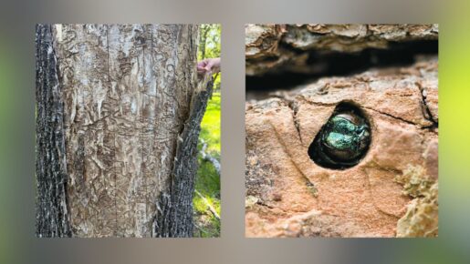 Emerald Ash Borer Detected In Five More Texas Counties