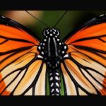 Monarch Butterflies Head South: What North Texans Can Expect