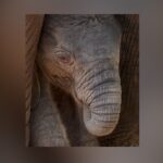 Elephant Mlilo Gives Birth To New Male Calf At Dallas Zoo After 21-Month Pregnancy