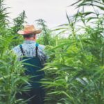 Proposed Hemp Ban Delay Survives: Senate Votes 90-6 To Push Restrictions Back One Month