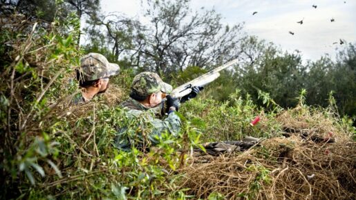 Texas Sets First Statewide September 1 Dove Opener
