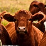 Trump Pushes Plan To Let Ranchers Process Their Own Meat
