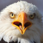 Texas Bald Eagle Killer Santos Guerrero Gets Just 14 Days In Prison