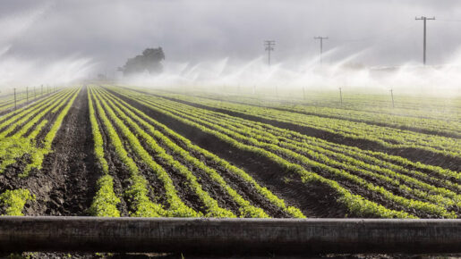 Texas Agriculture Commissioner Candidates Lay Out Rival Plans For Texas’ Water Future