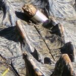 Who Shot Fort Worth’s Alligators? Up To $1,000 Reward Offered
