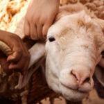 Animal-Sacrifice Exemption Approved By All-Muslim Hamtramck Council Resurfaces