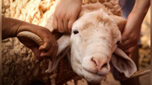 Animal-Sacrifice Exemption Approved By All-Muslim Hamtramck Council Resurfaces
