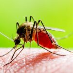 Trump Orders Federal Campaign To Slash Mosquito, Tick Populations