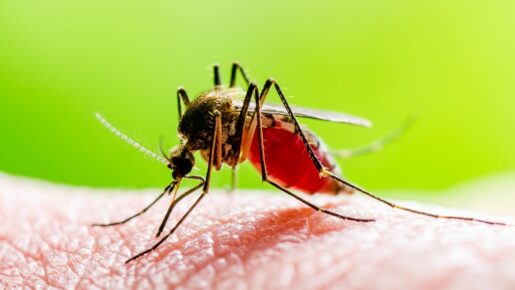 Trump Orders Federal Campaign To Slash Mosquito, Tick Populations
