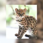 First New Living Cat Species In 100 Years Found In Yungas Cloud Forest