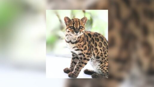 First New Living Cat Species In 100 Years Found In Yungas Cloud Forest