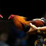 Garland Couple Sentenced After Selling Smuggled Drugs To Rooster-Fighting Customers