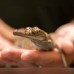 Fort Worth Zoo Welcomes Eight Critically Endangered Gharial Hatchlings