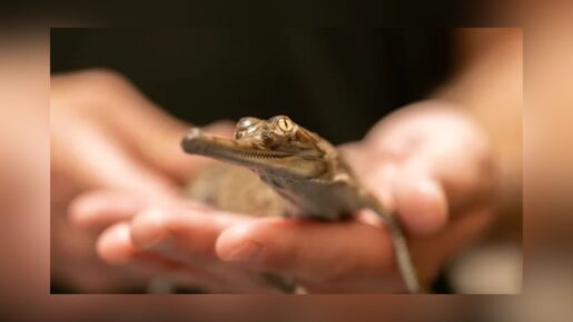 Fort Worth Zoo Welcomes Eight Critically Endangered Gharial Hatchlings