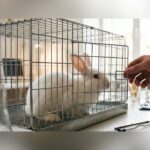 HHS Accelerates Shift To Human-Based Research, Reduces Animal Testing