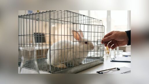 HHS Accelerates Shift To Human-Based Research, Reduces Animal Testing