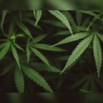 Dallas Man Sentenced To Five Years In Multi-State Marijuana Trafficking Case