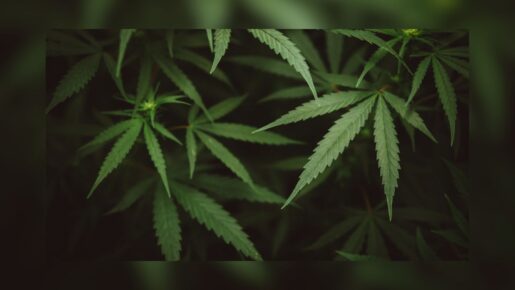 Dallas Man Sentenced To Five Years In Multi-State Marijuana Trafficking Case
