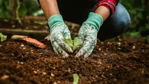 Dallas Fall Plant Sale Returns To Texas Discovery Gardens September 19–20