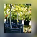 Dallas Opens Free 5-Gallon Tree Giveaway Through Sept. 30
