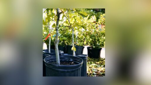 Dallas Opens Free 5-Gallon Tree Giveaway Through Sept. 30