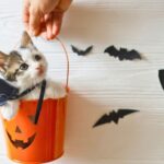 Dallas SPCA Offers Free Pet Adoptions At Halloween Event Tonight