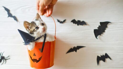Dallas SPCA Offers Free Pet Adoptions At Halloween Event Tonight