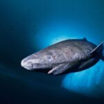 Greenland Scraps Shark Bounty, But Fishers Still Want Relief From Costly Encounters