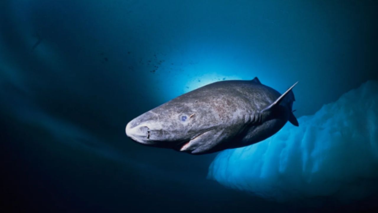 Greenland Scraps Shark Bounty, But Fishers Still Want Relief From Costly Encounters