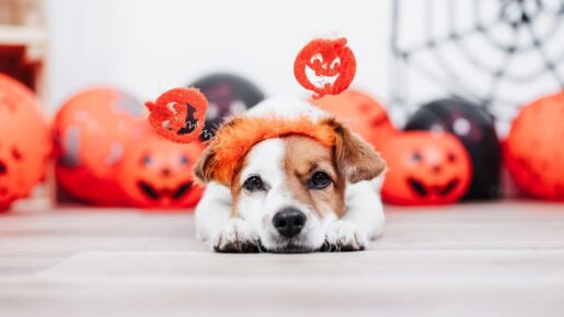 Americans Set To Spend $13.5 Billion On Halloween, Including Nearly $1 Billion On Pet Costumes