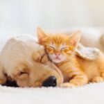 Kittens Overtake Puppies In U.S. Households — What Does That Say About How Americans Live?