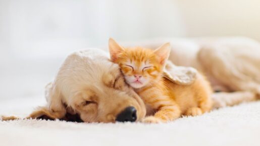 Kittens Overtake Puppies In U.S. Households — What Does That Say About How Americans Live?