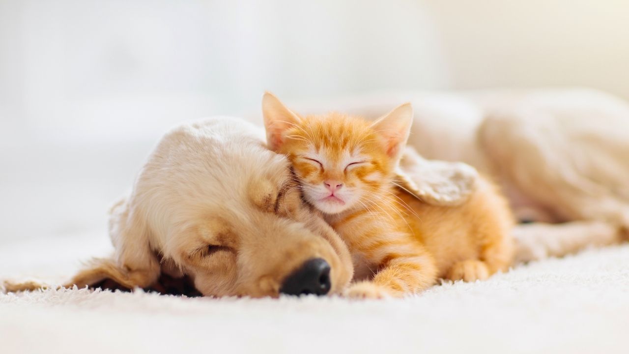 Kittens Overtake Puppies In U.S. Households — What Does That Say About How Americans Live?