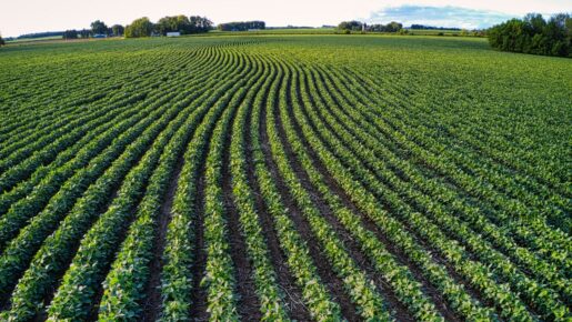 Buckingham Announces GLO Partnership With Texas A&M And Farm Bureau