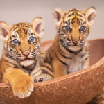 Fort Worth Zoo Welcomes First Sumatran Tiger Cubs